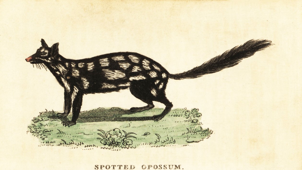 Doğulu, Dasyurus viverrinus. ,1800 (gravür) by Unbekannter Künstler