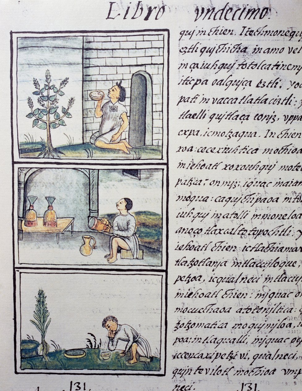 Yenilebilir bitkiler, Florentine Codex