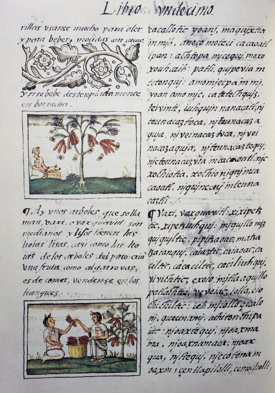 Yenilebilir bitkiler, kırmızı fasulye, Florentine Codex
