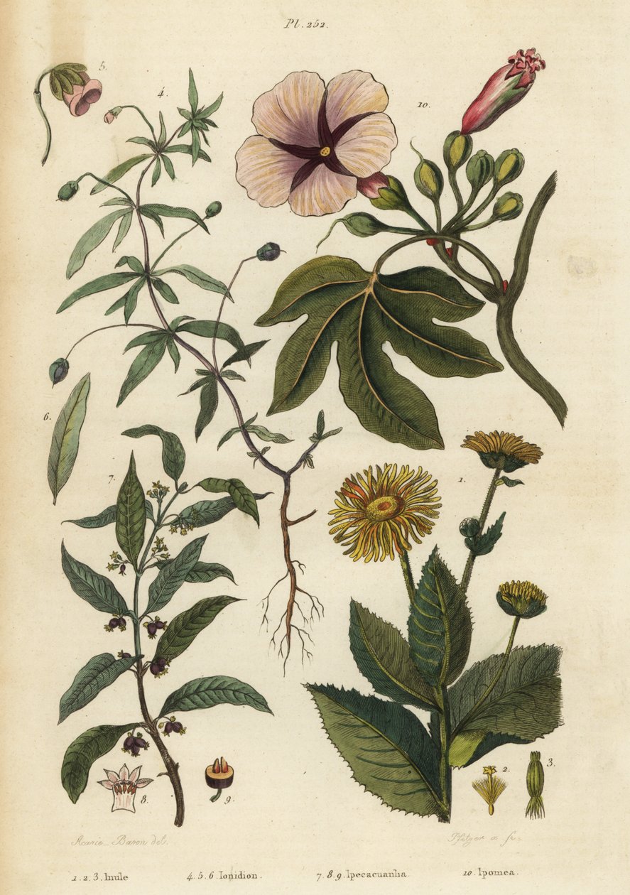 Elecampane, Inula helenium 1-3, yeşil menekşe, Hybanthus türleri Ionidium polygalifolium 4-6, ipecacuanha, Carapichea ipecacuanha 7-9 ve sabah zaferi, Ipomoea insignis 10 by Unbekannt