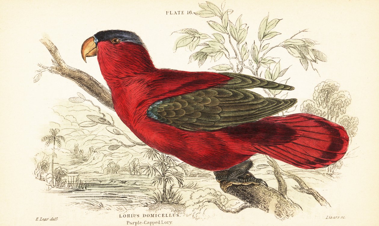 Nesli tükenmekte olan mor enseli lory, Lorius domicella. 1889 (gravür) by Unbekannter Künstler