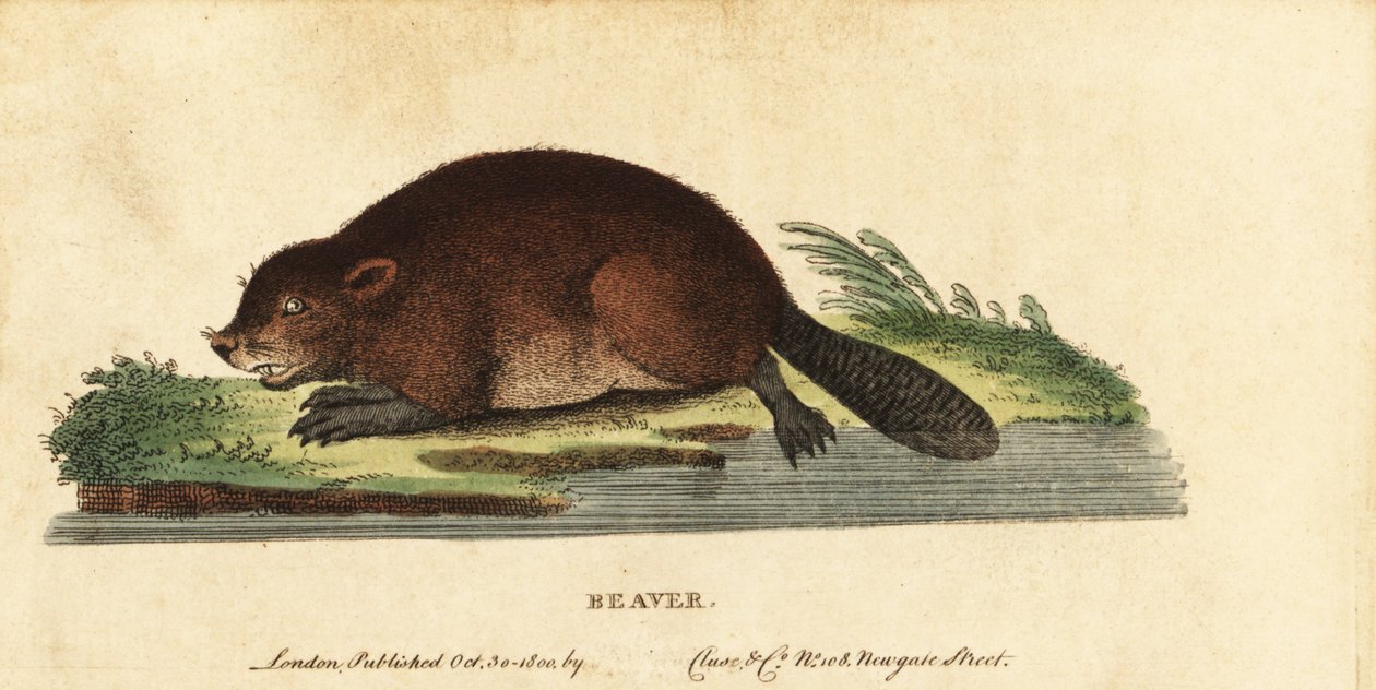 Avrasya kunduzu, Hint lifi., 1800 (gravür) by Unbekannter Künstler