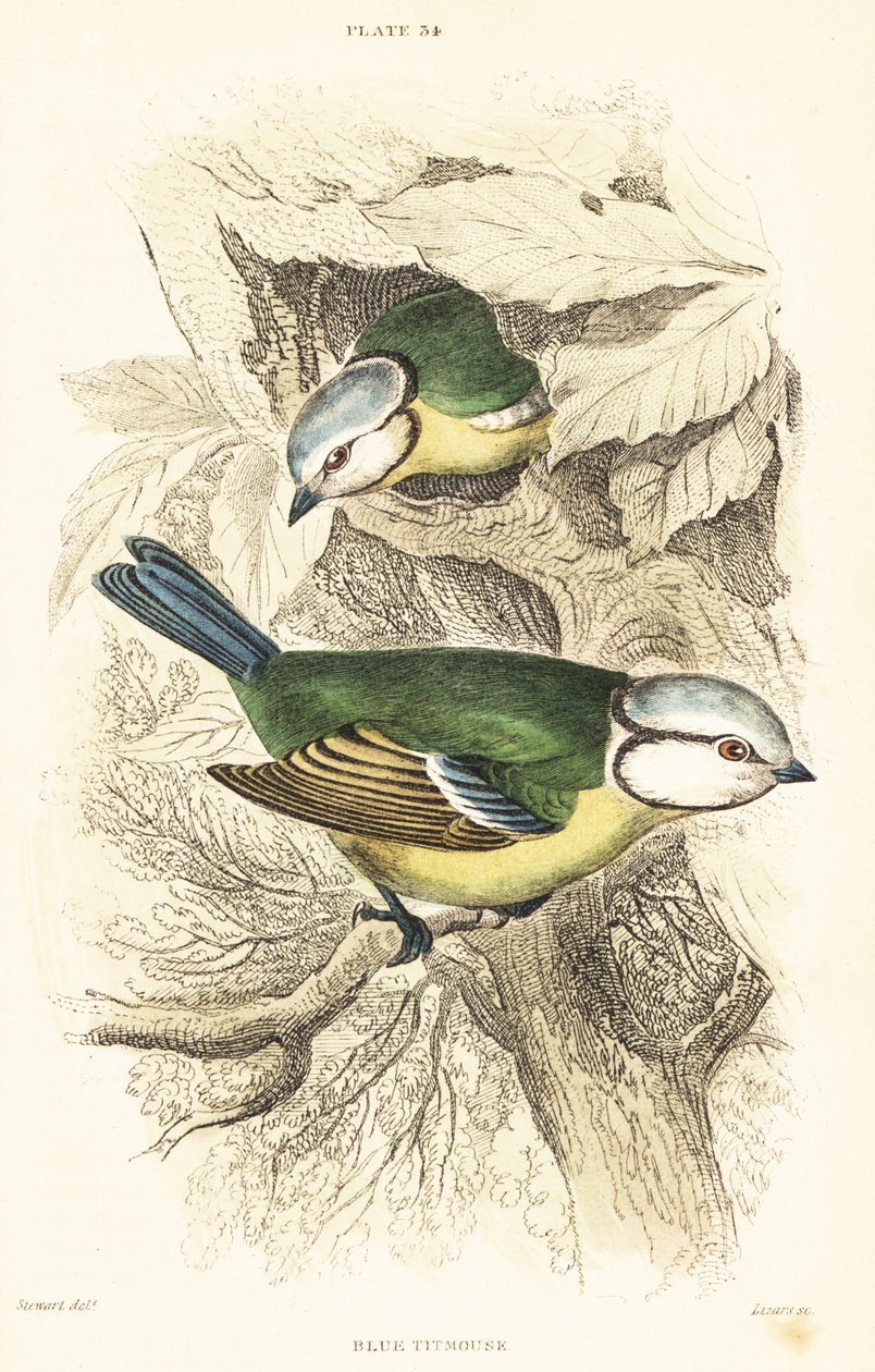 Avrasya mavi baştankara, Cyanistes caeruleus.1889 (gravür) by Unbekannter Künstler