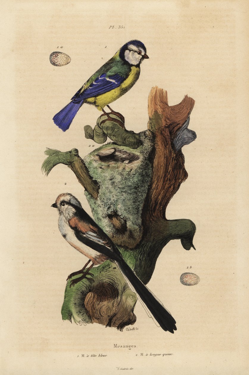 Avrasya mavi baştankara, Cyanoses caeruleus ve yumurta ve uzun kuyruklu baştankara, Aegithalos caudatus, yuva ve yumurta ile by Unbekannt