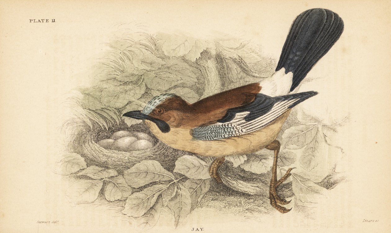 Avrasya alakargası, Garrulus glandarius, yuva ve yumurta ile. 1889 (gravür) by Unbekannter Künstler