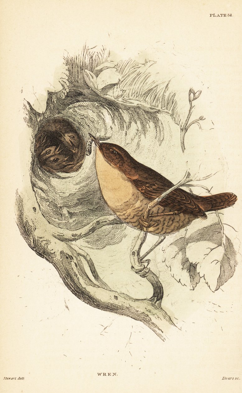 Avrasya çalıkuşu, Troglodytes troglodytes.1889 (gravür) by Unbekannter Künstler