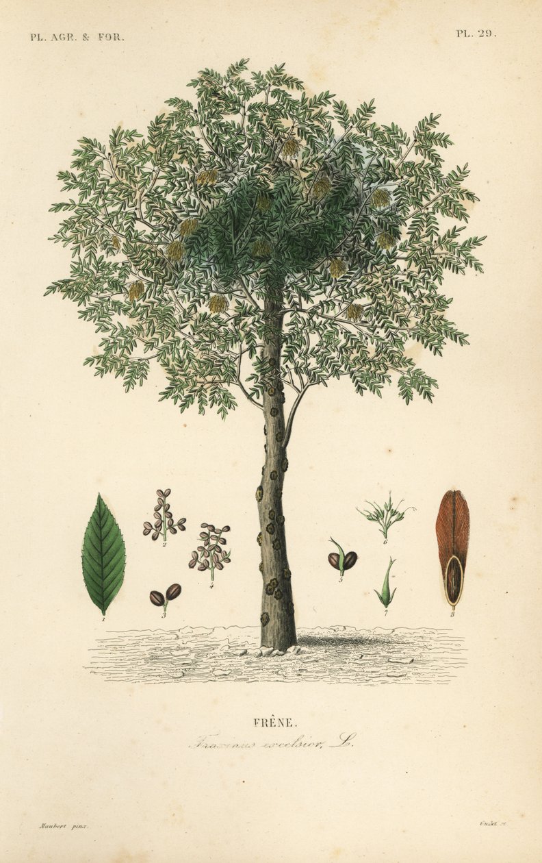 Avrupa dişbudak ağacı, Fraxinus excelsior, Frene by Unbekannt