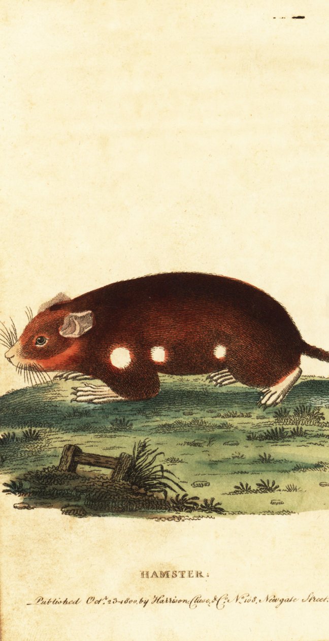 Avrupa hamsteri, Cricetus cricetus. Tehlikede. ,1800 (gravür) by Unbekannter Künstler