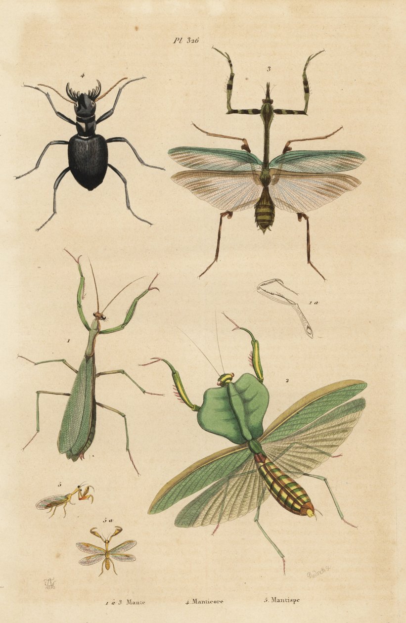 Avrupa peygamber devesi, Mantis religiosa 1, yaprak peygamber devesi, Choeradodis rhomboidea 2, kaplan böceği, Manticora latipennis 3, mantidfly, Mantispa styriaca 4 by Unbekannt