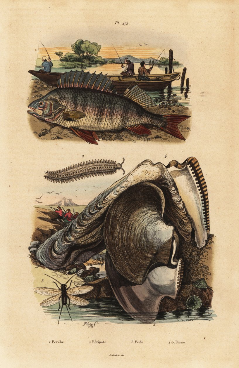 Avrupa levrek, Perca fluviatilis 1, kadife solucan, Peripatus iuliformis 2, bağcık, Perla marginata 3 ve inci istiridye, Isognomon isognomum 4. Perche, Peripat, Perle, Perne by Unbekannt