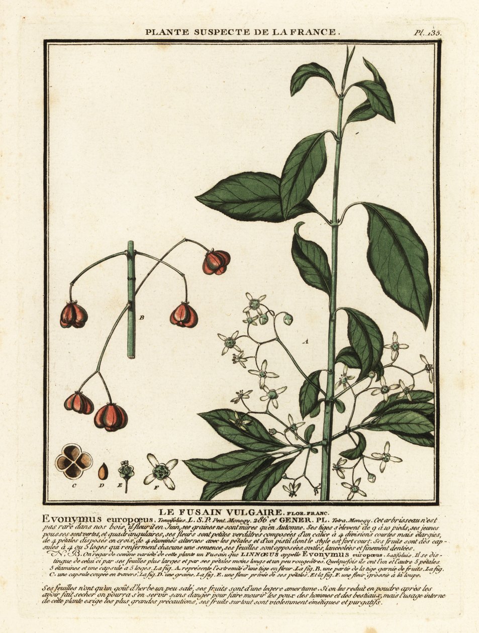 Avrupa iğ, Euonymus europaeus. by Unbekannter Künstler