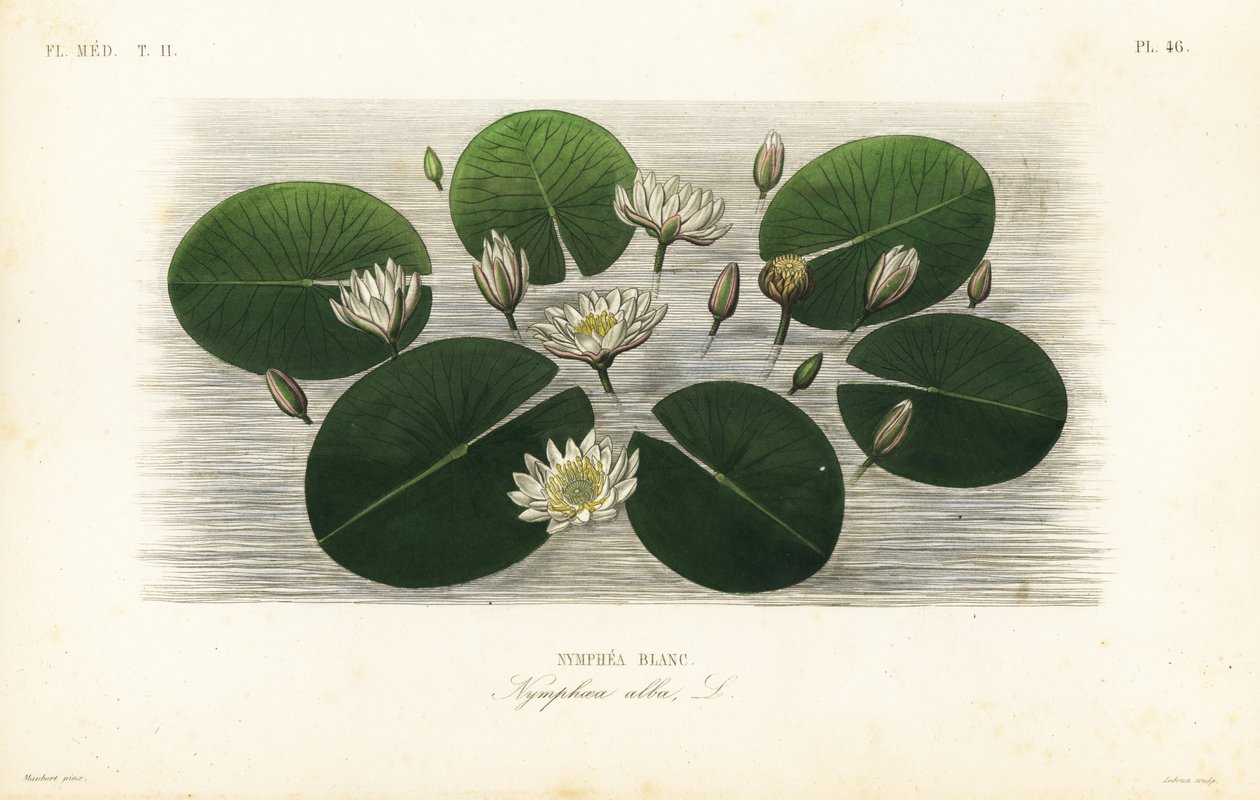 Avrupa beyaz nilüfer, Nymphaea alba, Nymphea blanc by Unbekannt