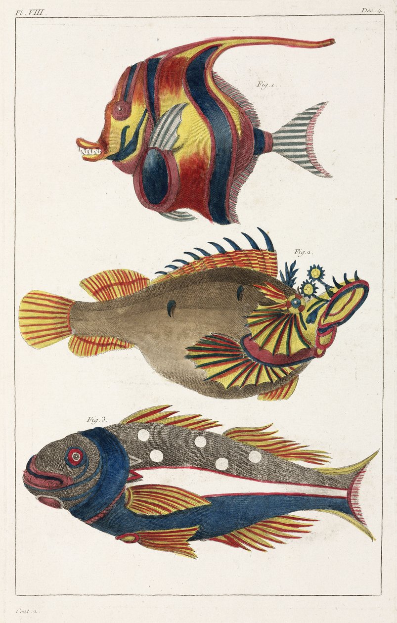 Moluccas