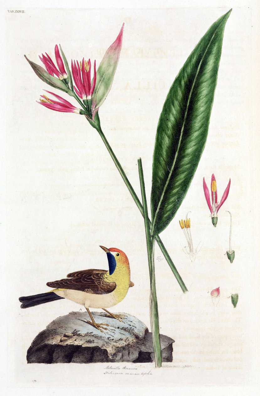 Sahte Cennet Kuşu çiçeği (Yanlış Cennet Kuşu) ve kuyruksallayan kuyruk (Kırkuyruğu veya Motacilla thoracica, Heliconia marantifolia veya Heliconia hirsuta by Unbekannt