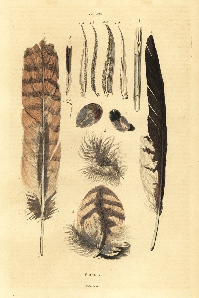 Tüyler, tüyler, kuş anatomisi by Unbekannt