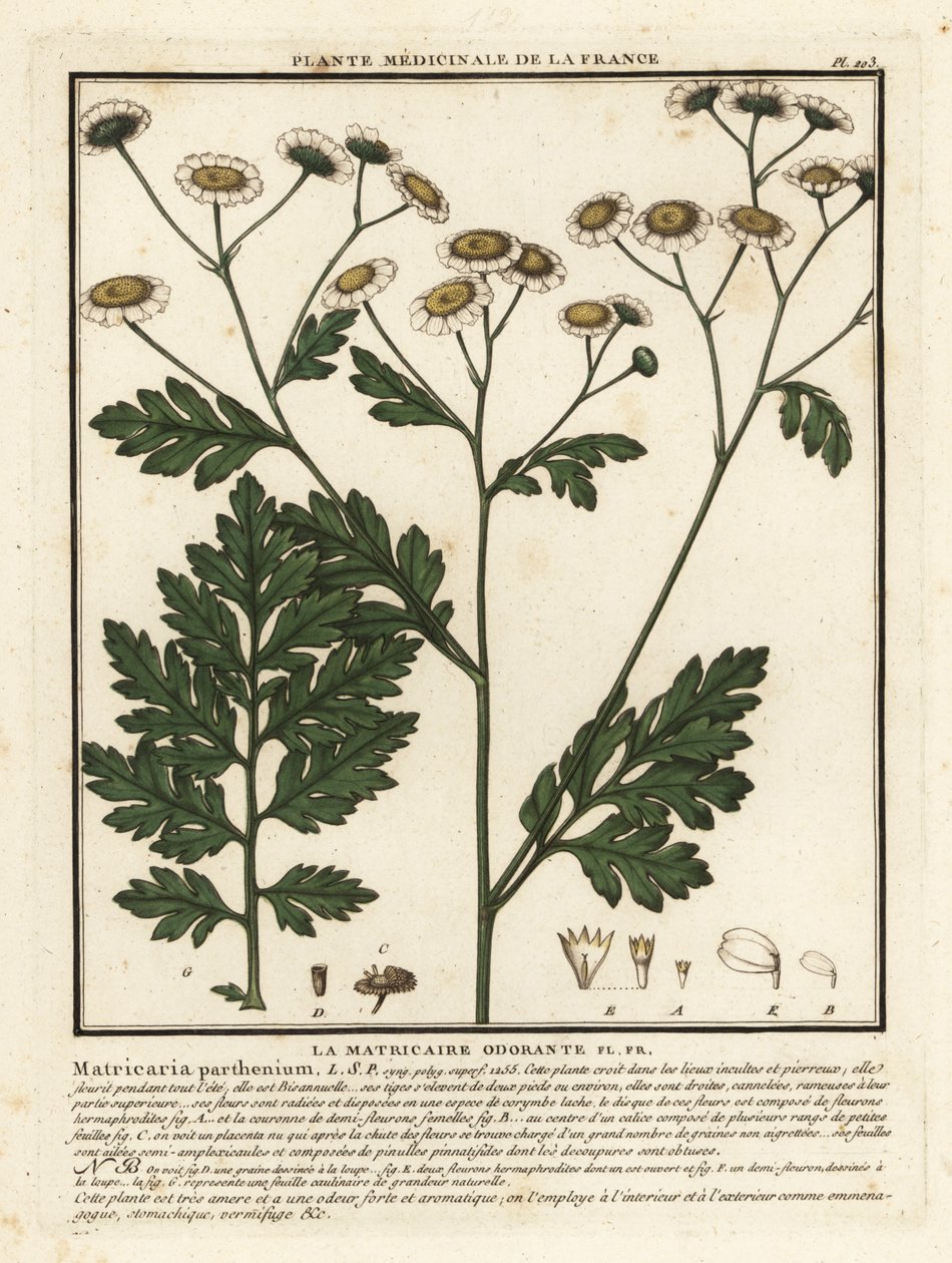 Feverfew, Tanacetum parthenium. by Unbekannter Künstler