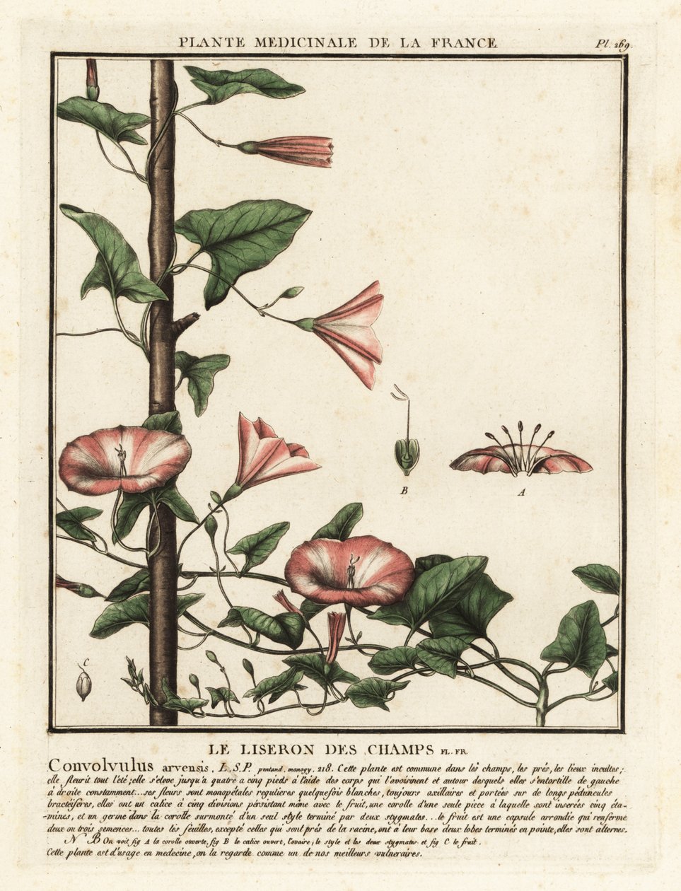 Tarla gündüzsefası, Convolvulus arvensis. by Unbekannter Künstler