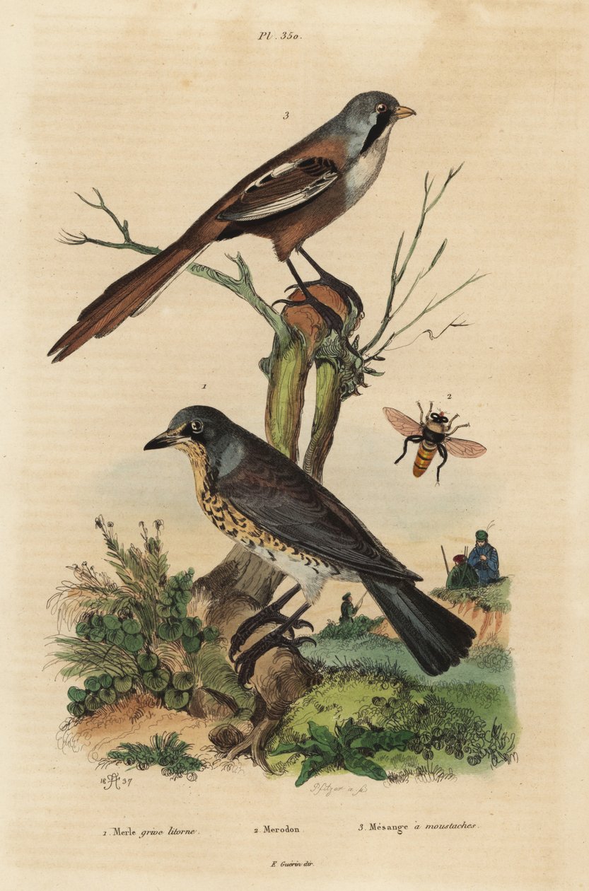 Fieldfare, Turdus pilaris ve sakallı kamış, Panurus biarmicus Le merle grive litorne, merodon et mesange bir bıyık by Unbekannt