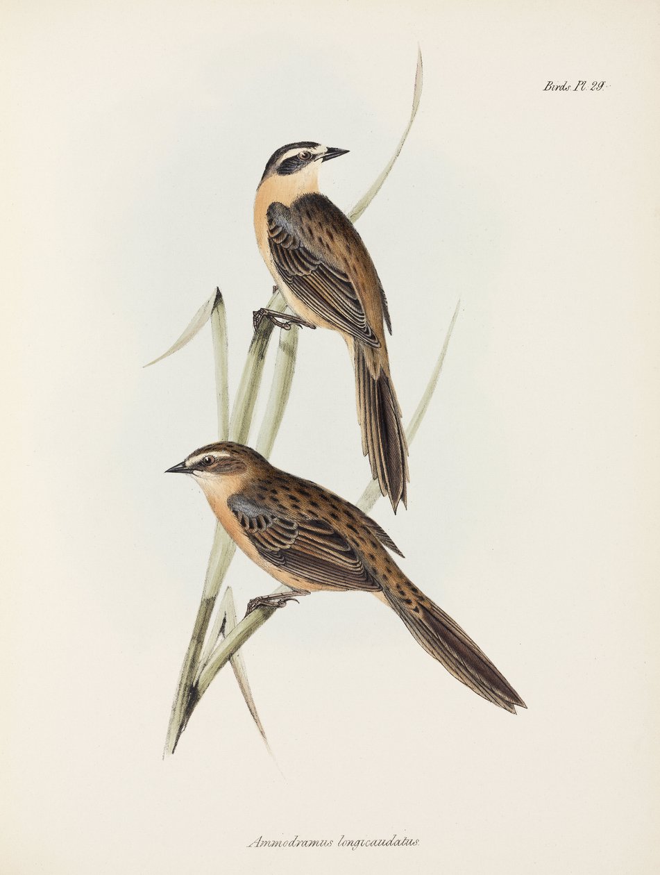 İspinozlar, c 1832-1836 by Unbekannter Künstler