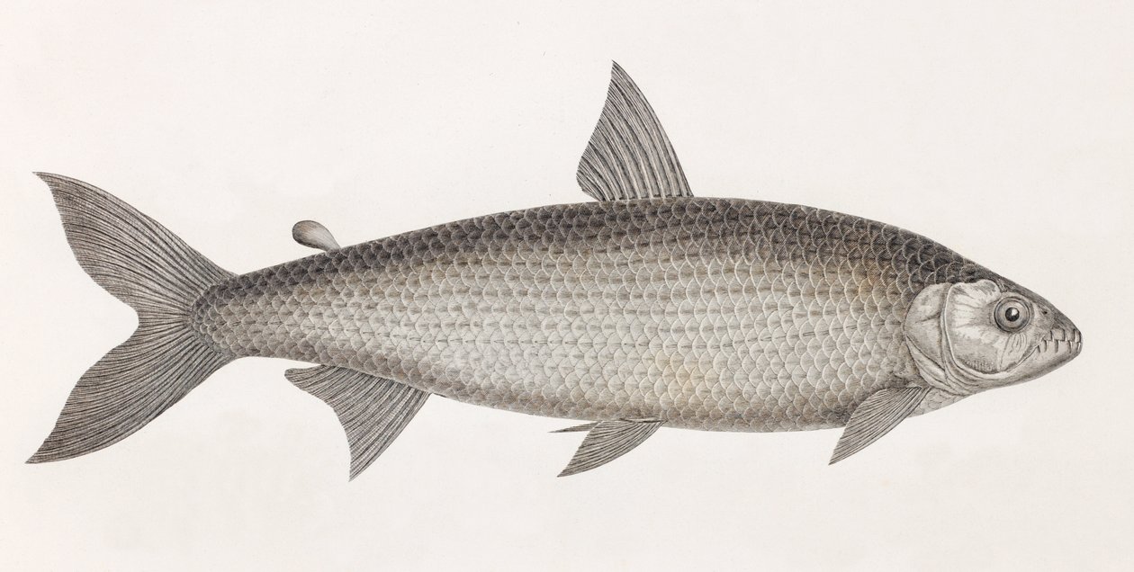 Balık: Le Characin by Unbekannt