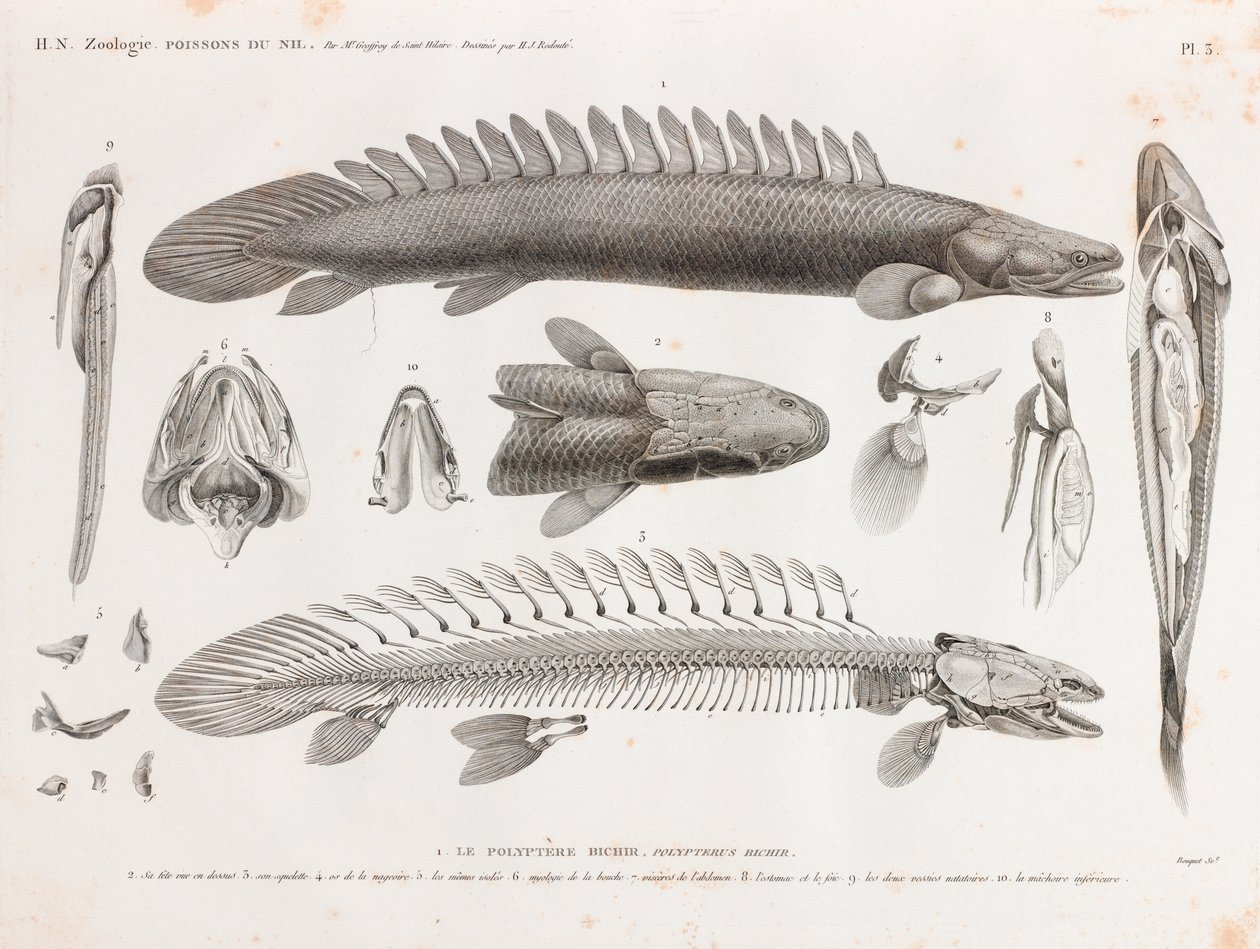 Balık: Le Polyptere Bichir, anatomi by Unbekannt