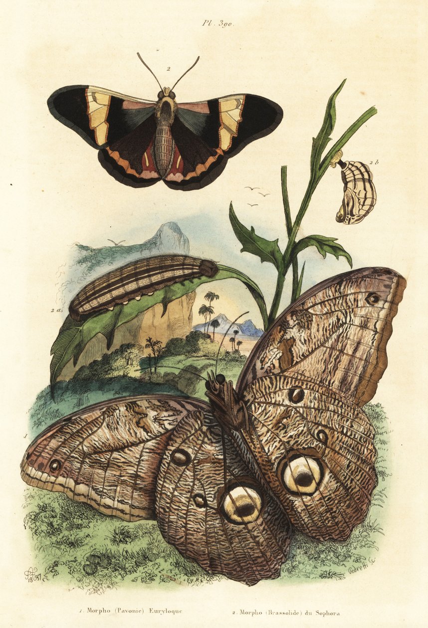 Orman dev baykuş kelebeği, Caligo eurilochus 1 ve Brassolis sophorae kelebeği, pupa ve tırtıl 2 by Unbekannt