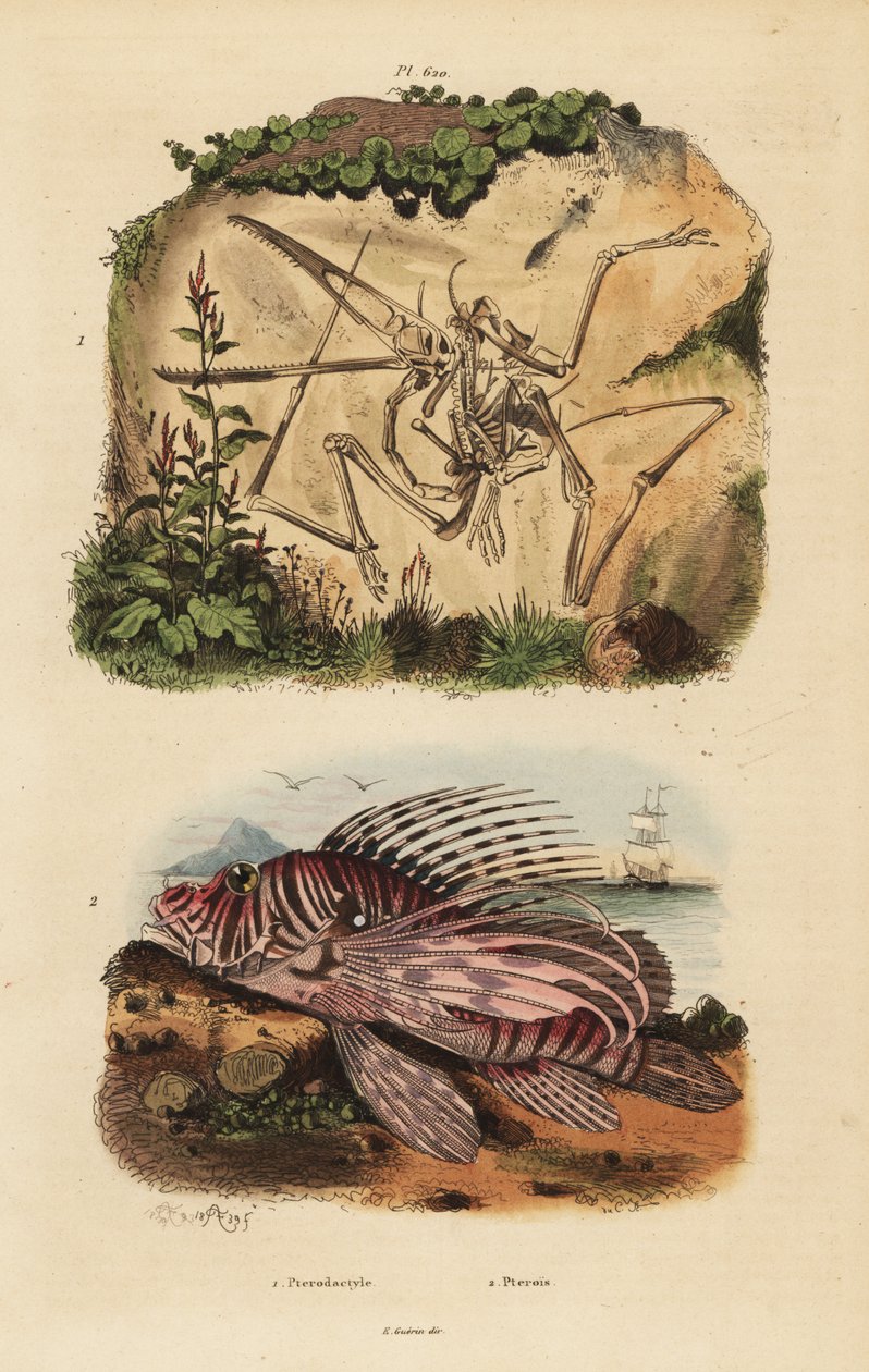 Soyu tükenmiş bir pterodactyl, Pterodactylus antiquus ve kırmızı aslan balığının fosil iskeleti, Pterois volitans by Unbekannt