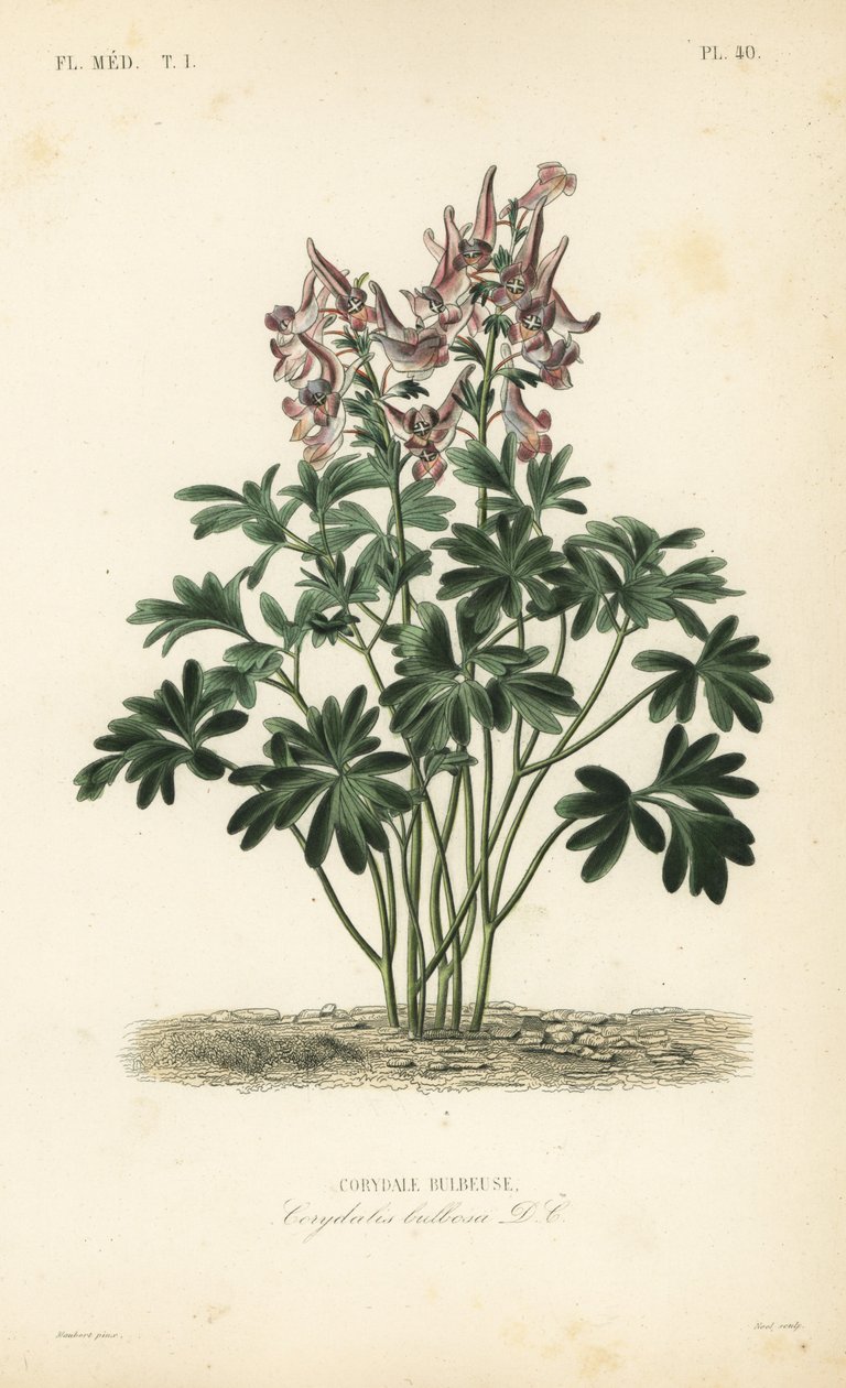 Fümewort, Corydalis solida, Corydalis bulbosa, Corydale bulbeuse by Unbekannt