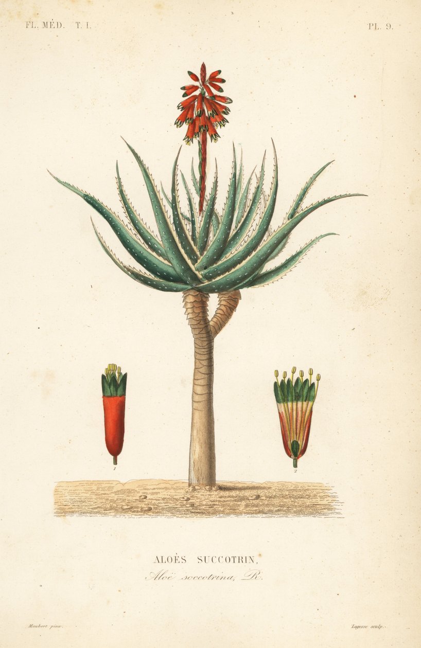 Fynbos aloe, Aloe succotrina, Aloe succotrina by Unbekannt