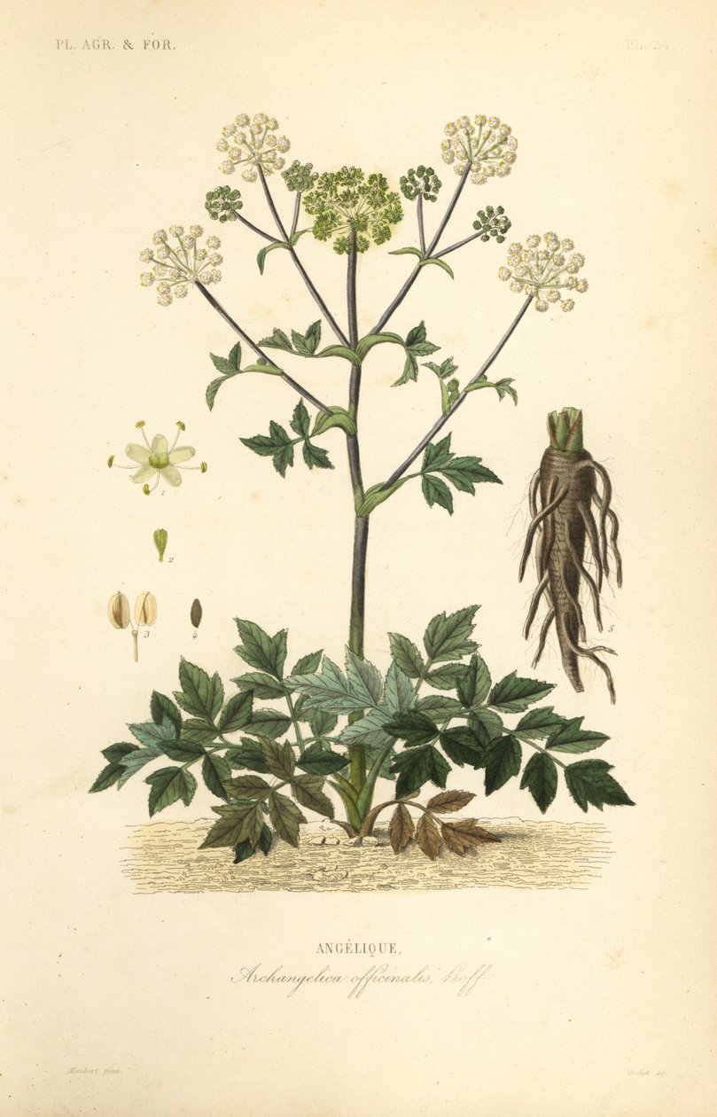 Bahçe angelica veya yabani kereviz, Angelica archangelica, Archangelica officinalis, Angelique by Unbekannt