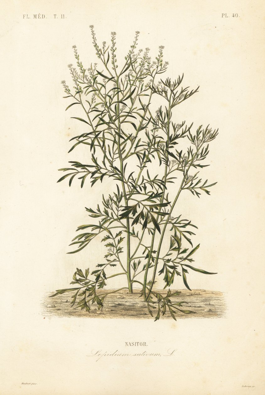 Bahçe tere, hardal ve tere veya karabiber, Lepidium sativum, Nasitor by Unbekannt