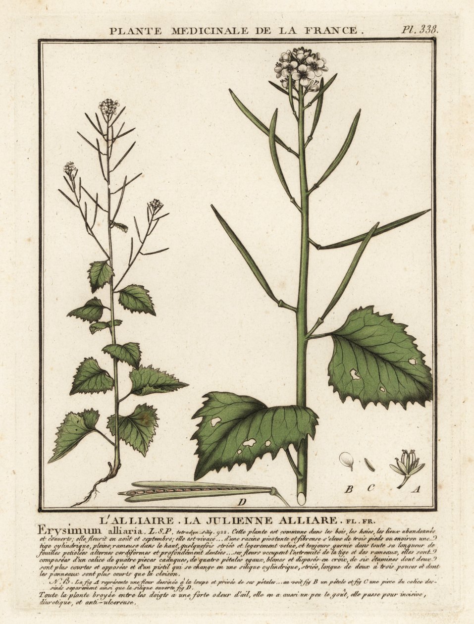 Sarımsak hardalı, Alliaria petiolata. by Unbekannter Künstler