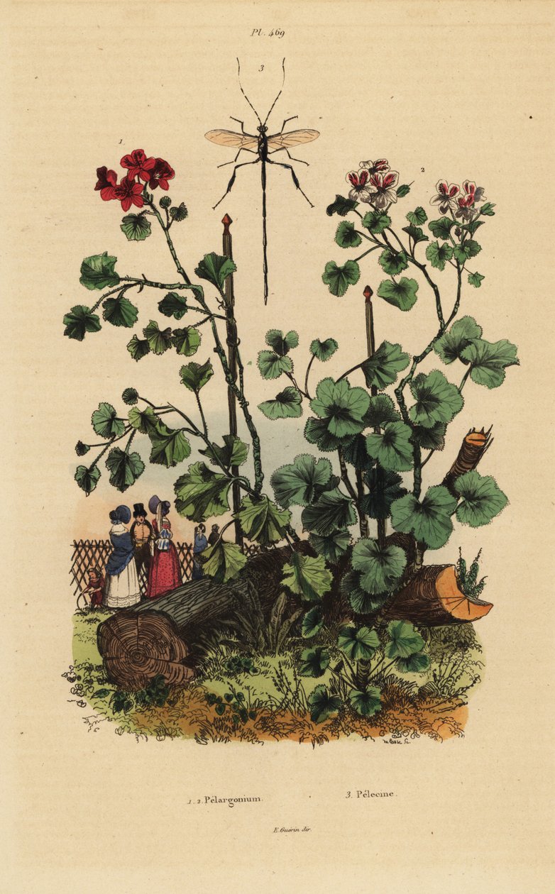 Sardunya türleri, Pelargonium daveyanum 1 ve Pelargonium macranthon 2 by Unbekannt