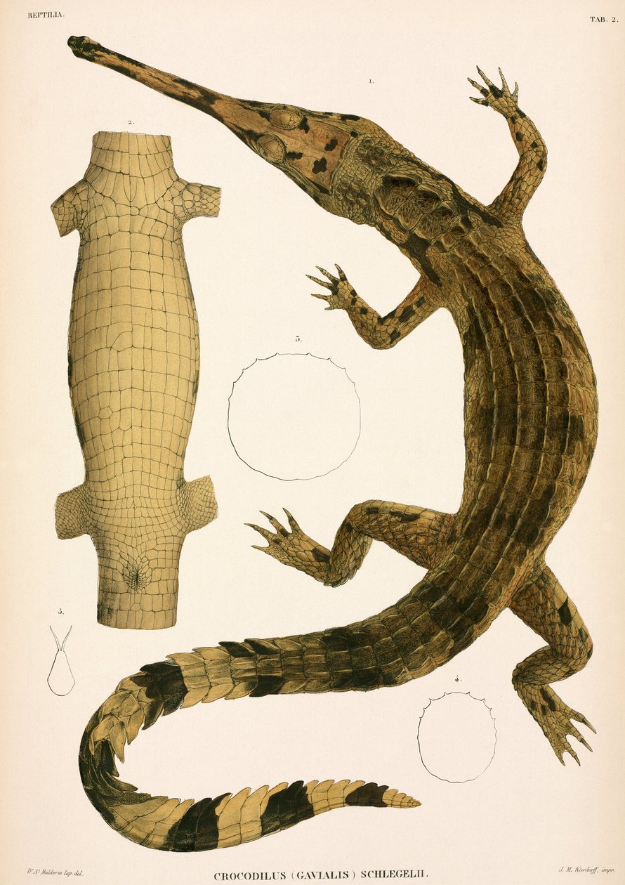Gharial, Endonezya by Unbekannter Künstler
