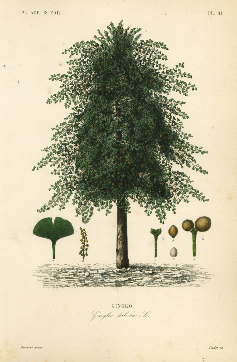 Gingko, ginkgo veya kızlık kılı ağacı, Ginkgo biloba, Gingko biloba, gingko by Unbekannt