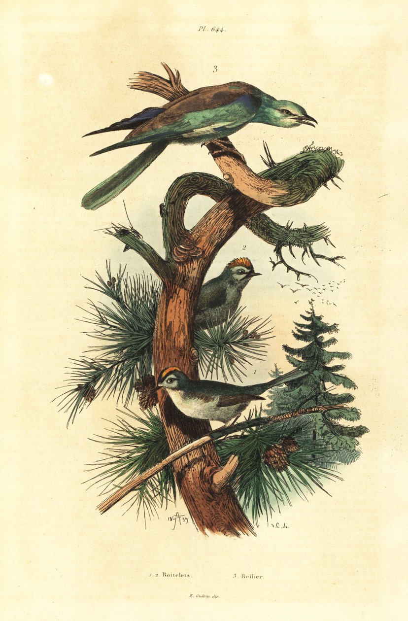 Goldcrests, Regulus regulus ve Avrupa silindiri, Coracias garrulus by Unbekannt