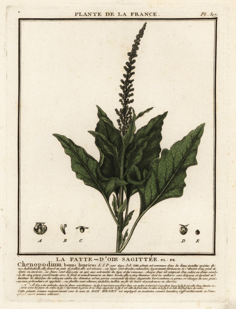 İyi Kral-Henry, Chenopodium bonus-henricus. by Unbekannter Künstler