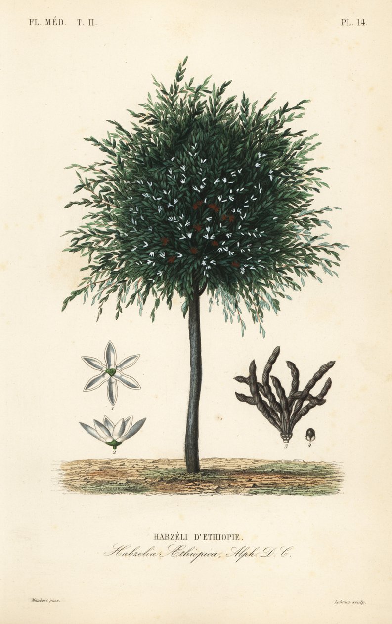Selim Tahılları, Xylopia aethiopica, Habzelia aethiopica, Habzeli d