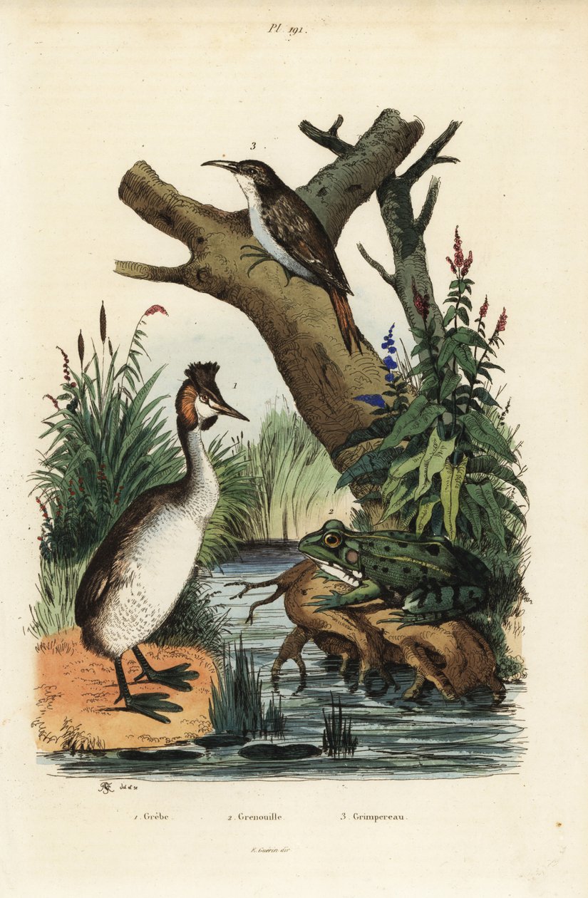 Büyük tepeli batağan, Podiceps cristatus 1, yeşil kurbağa, Pelophylax esculentus 2 ve Avrasya ağaç sarmaşığı, Certhia aşinalık 3 by Unbekannt