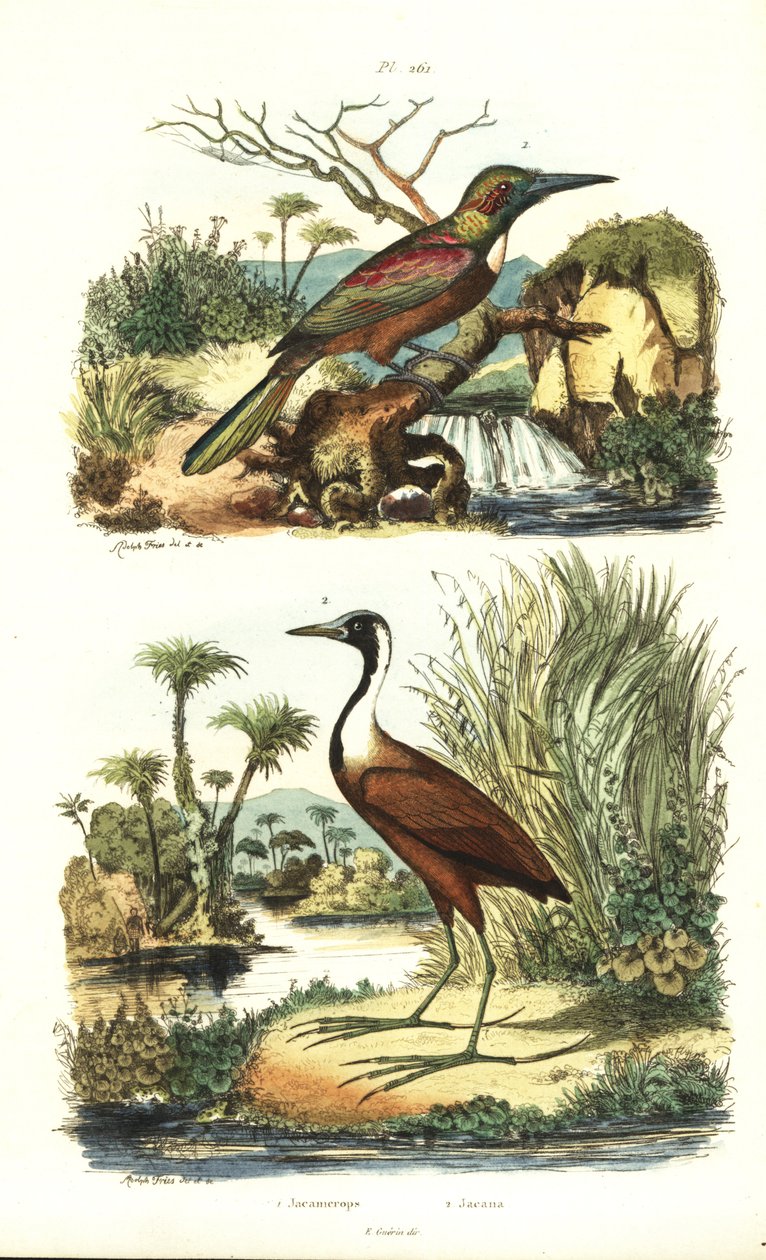 Büyük jacamar, Jacamerops aureus ve kuzey jacana, Jacana spinosa by Unbekannt