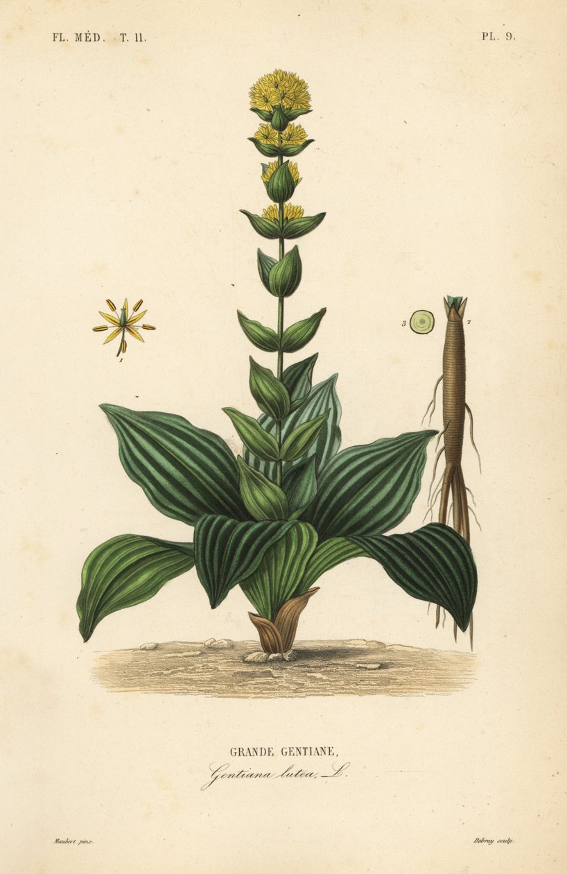 Büyük sarı centiyana, Gentiana lutea, Grande gentiane by Unbekannt