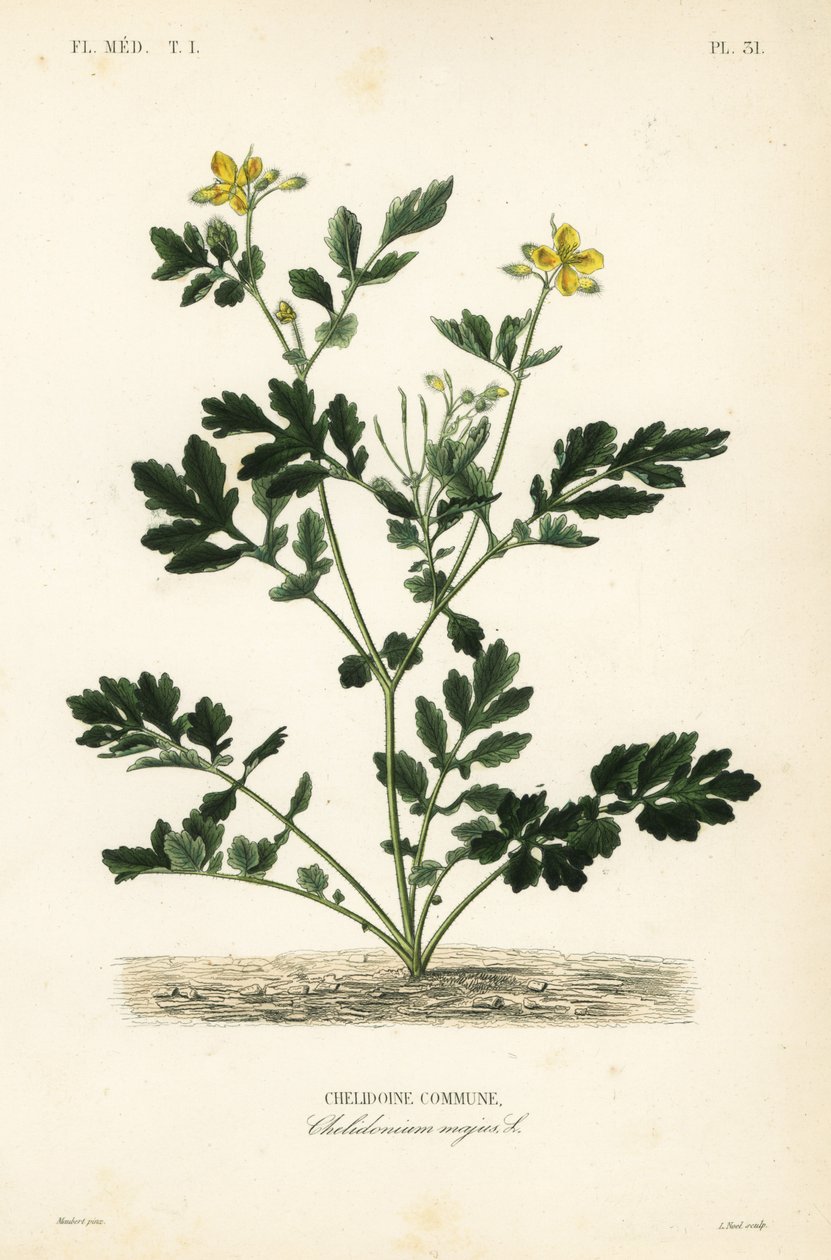 Büyük kırlangıçotu, Chelidonium majus, Chelidoine komün by Unbekannt