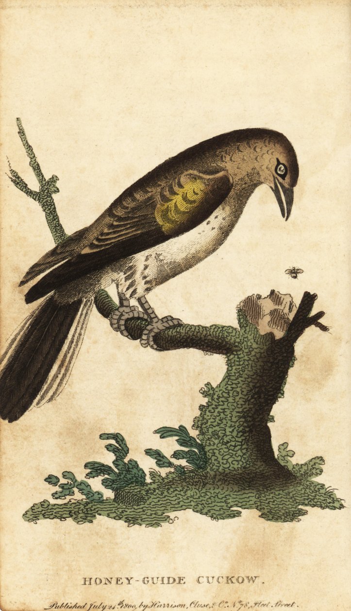 Daha büyük bal kılavuzu, Gösterge göstergesi. ,1800 (gravür) by Unbekannter Künstler