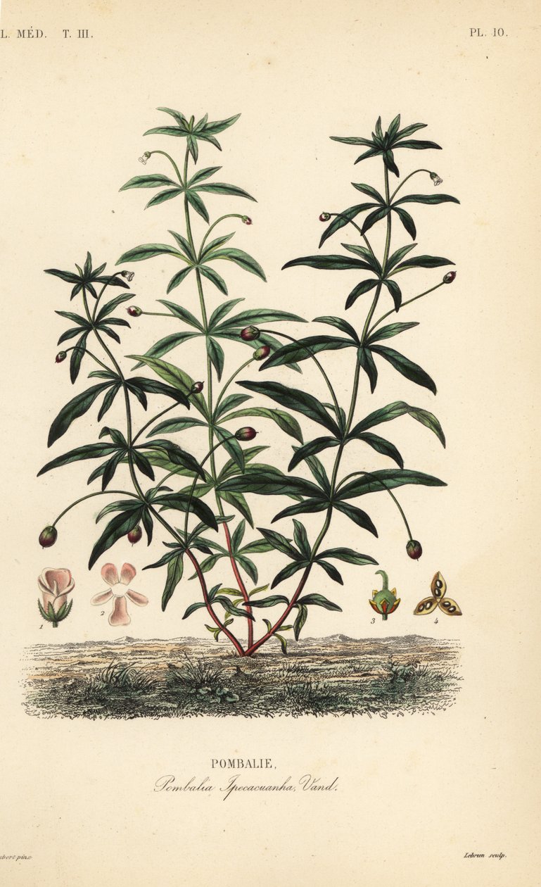 Greenviolet veya kambur çiçek, Hybanthus calceolaria, Pombalia ipecacuanha, Pombalie by Unbekannt