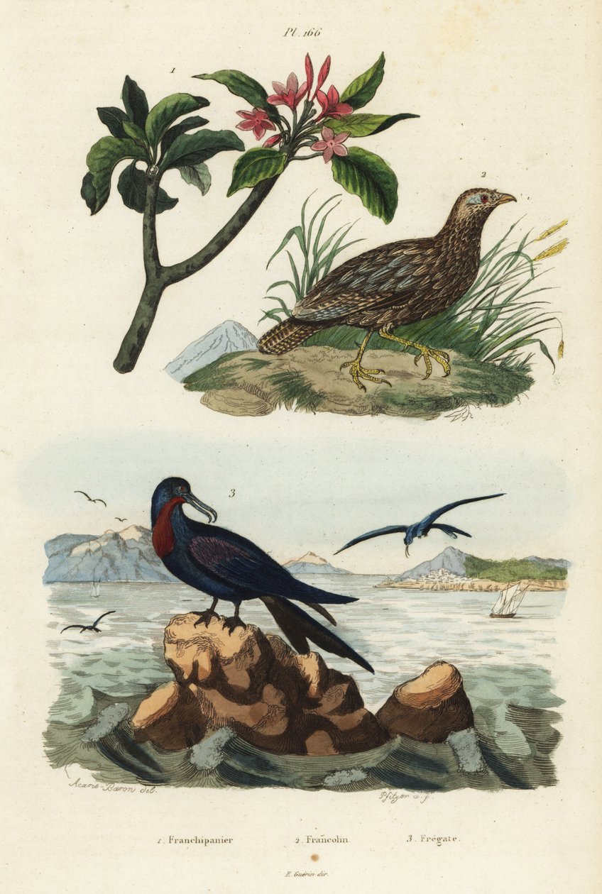 Gri kanatlı francolin, Scleroptila afra 2, büyük frigatebird, Fregata minör 3 ve kırmızı frangipani, Plumeria rubra 1 by Unbekannt