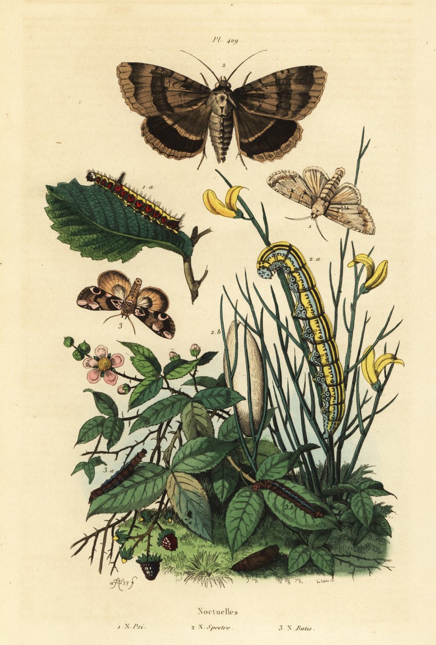 Gri hançer güvesi ve larva, Acronicta psi 1, Apopestes spektrum güvesi ve larva 2, şeftali çiçeği güvesi ve tırtıl, Thyatira batis 3 by Unbekannt
