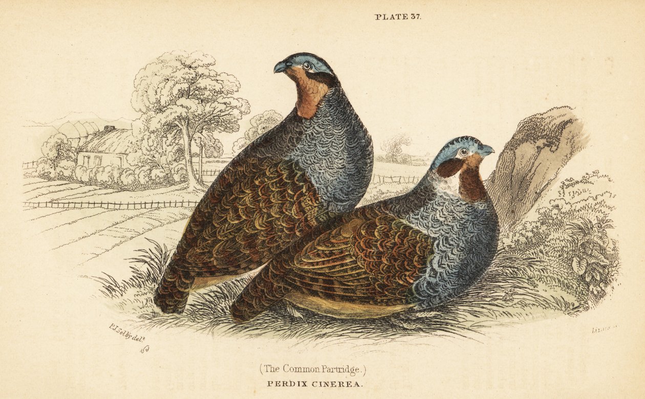 Gri keklik, Perdix perdix. 1889 (gravür) by Unbekannter Künstler