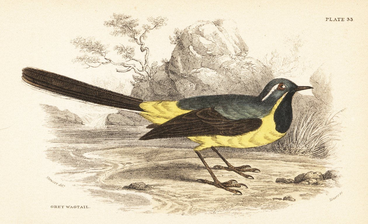 Gri kuyruksallayan, Motacilla cinerea. 1889 (gravür) by Unbekannter Künstler