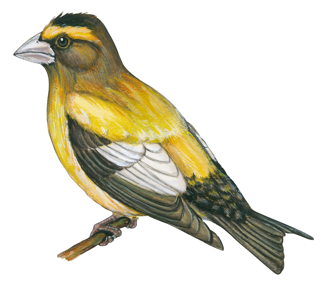 Gros bec errant - Akşam gagası (Coccothraustes vespertines) by Unbekannter Künstler