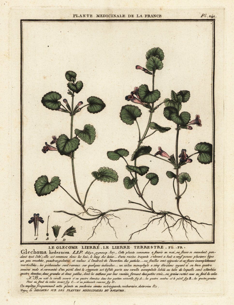 Öğütülmüş sarmaşık, Glechoma hederacea. by Unbekannter Künstler